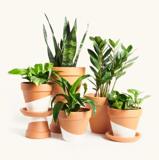 The Top 10 Easiest Houseplants to Care for